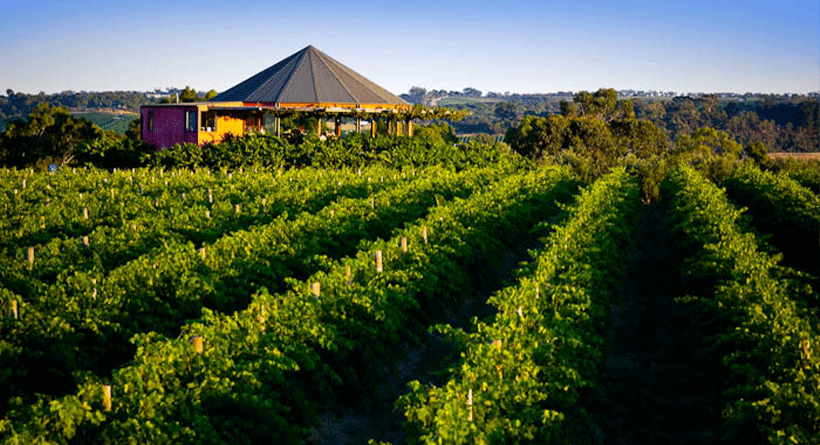 Hugh Hamilton Wines Vineyard